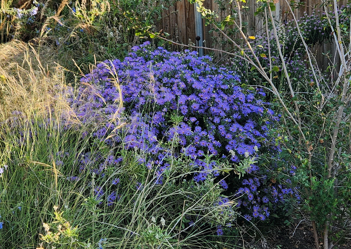 Fall Aromatic Aster (Symphyotrichum oblongifolium)