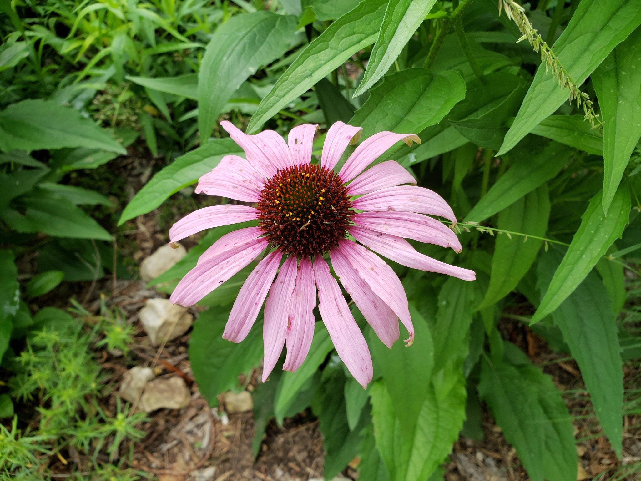 Echinacea purpurea (Purple Coneflower)