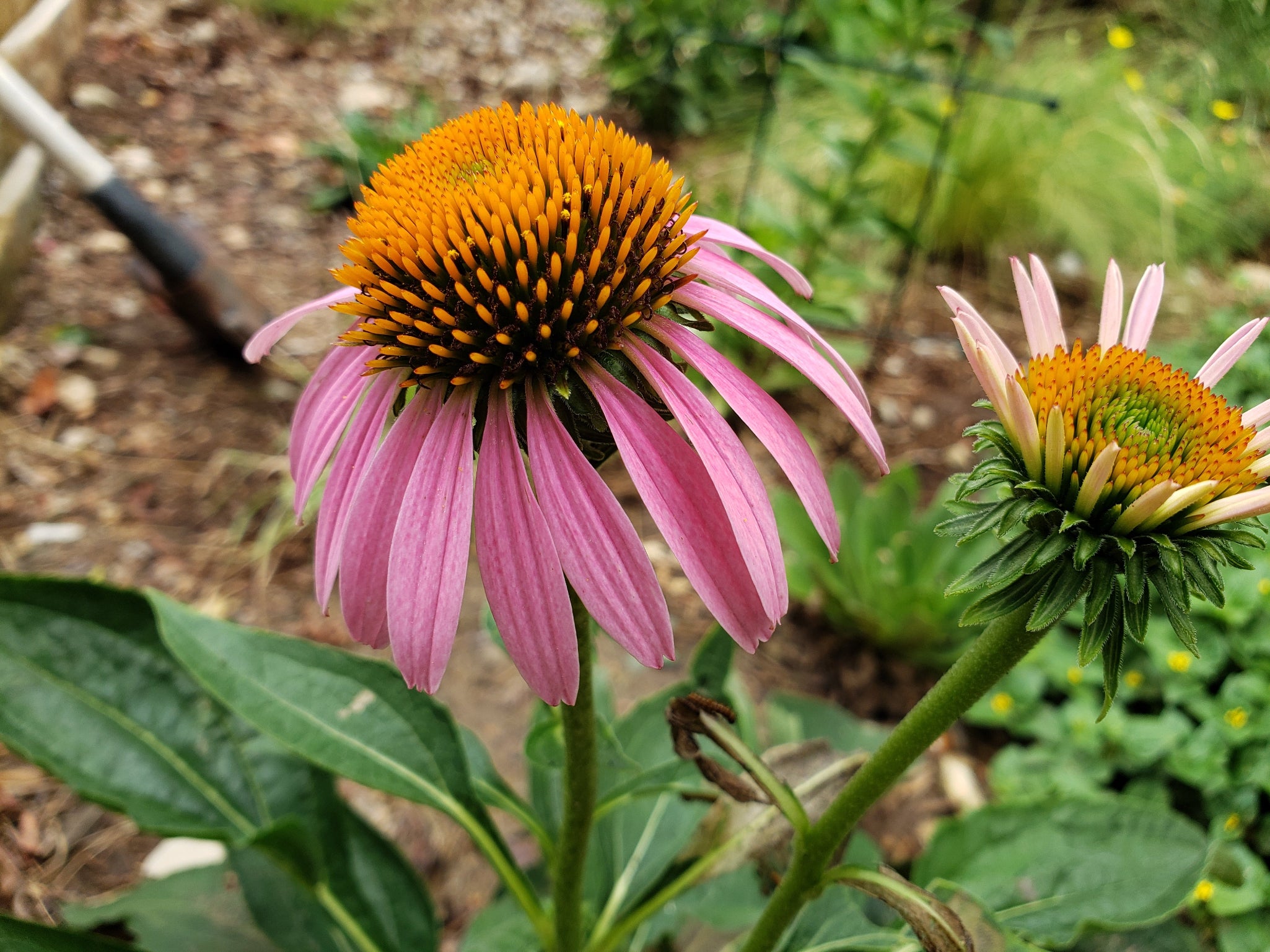 Echinacea purpurea (Purple Coneflower)