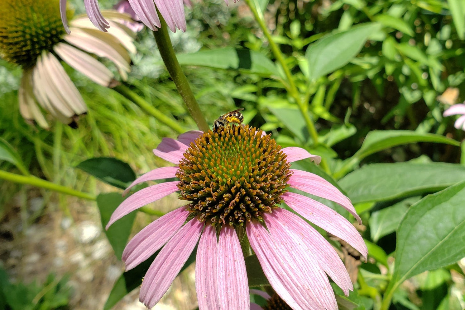 Echinacea purpurea (Purple Coneflower)