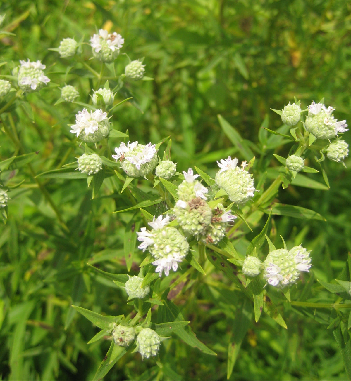Pycnanthemum tenuifolium Narrowleaf Mountain Mint
