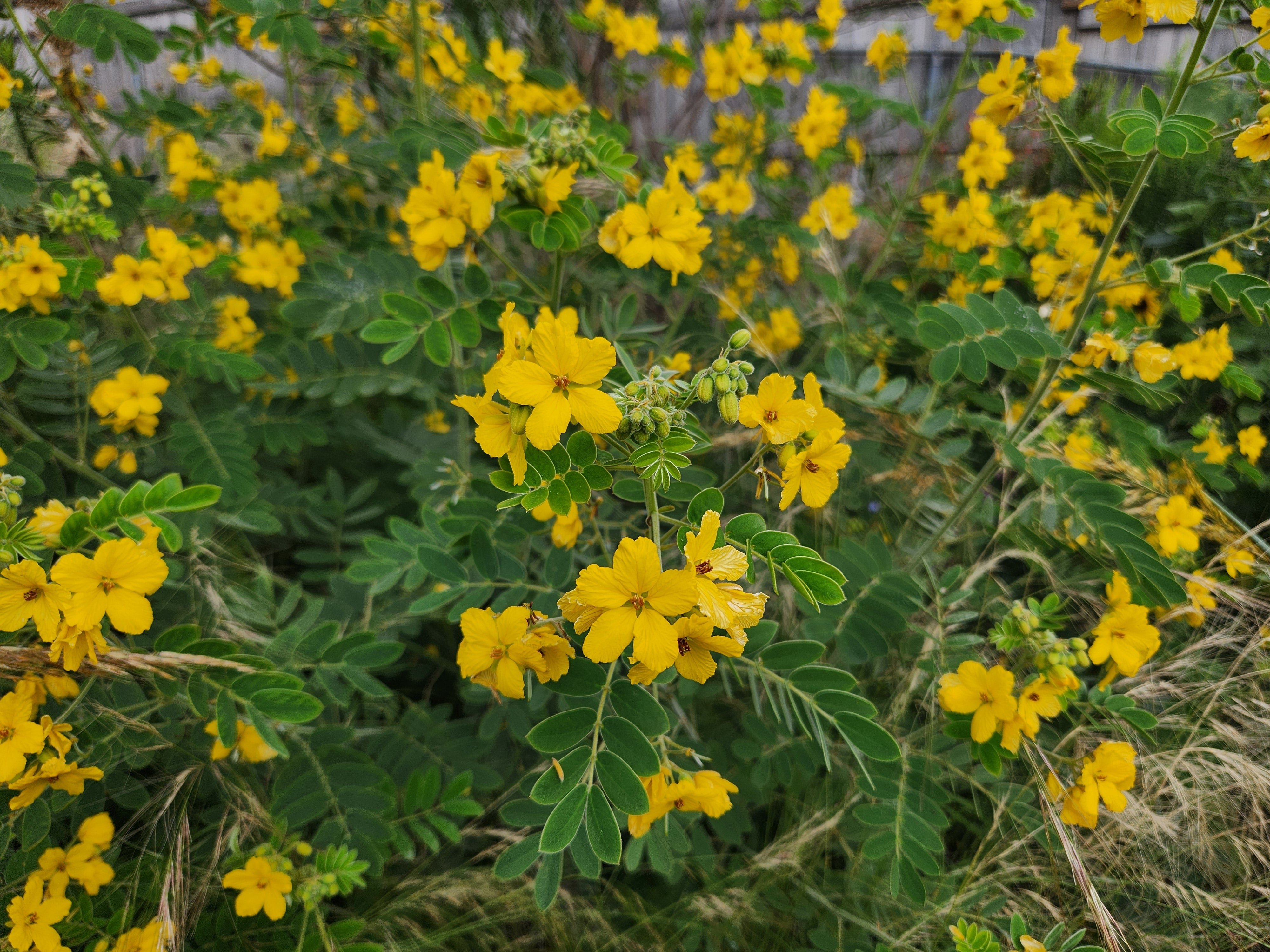 Senna lindheimeriana (Lindheimer's Senna) – Eco Blossom Nursery