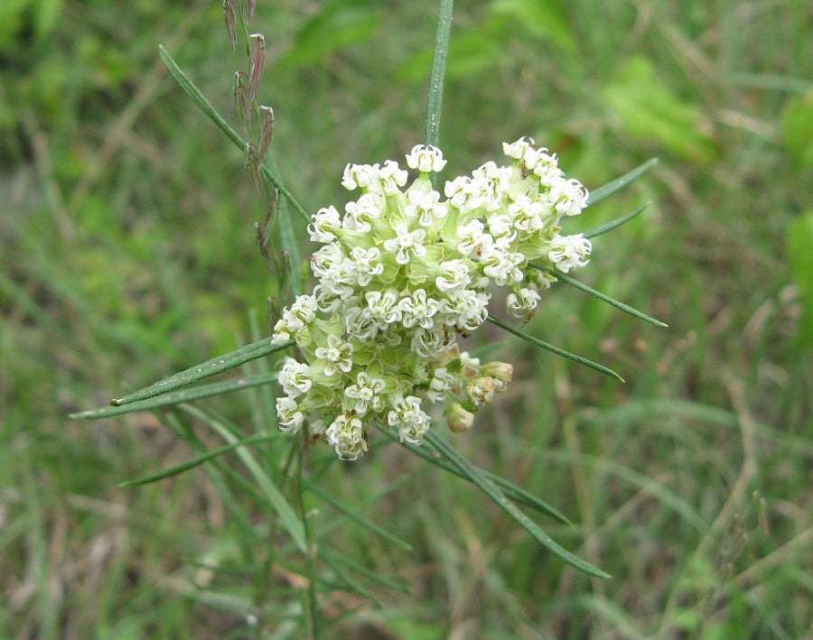 Whorled Milkweed (Asclepias verticillata) 13 Asclepias verticillata (Whorled Milkweed)