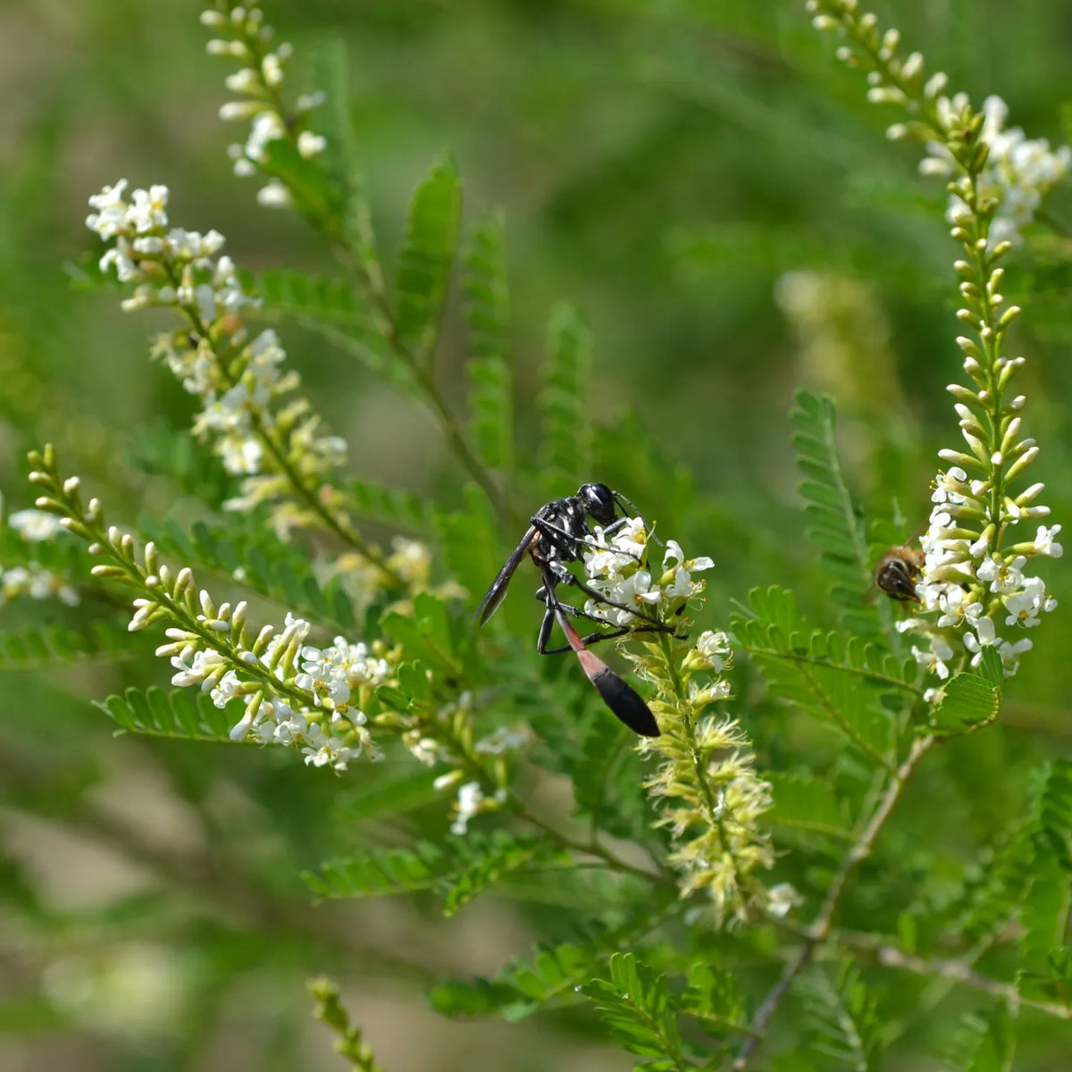 Texas kidneywood (Eysenhardtia texana)