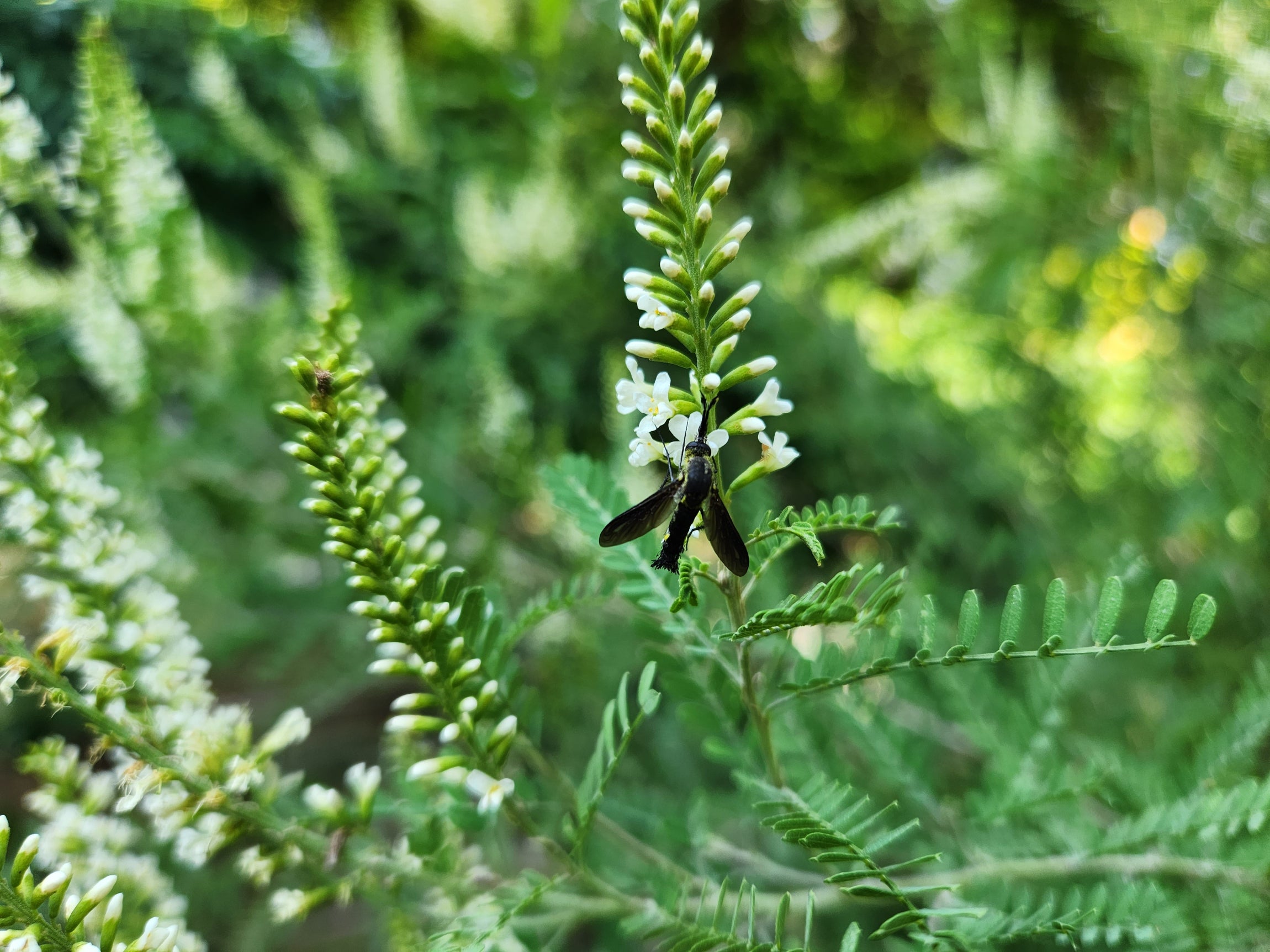 Texas kidneywood (Eysenhardtia texana)