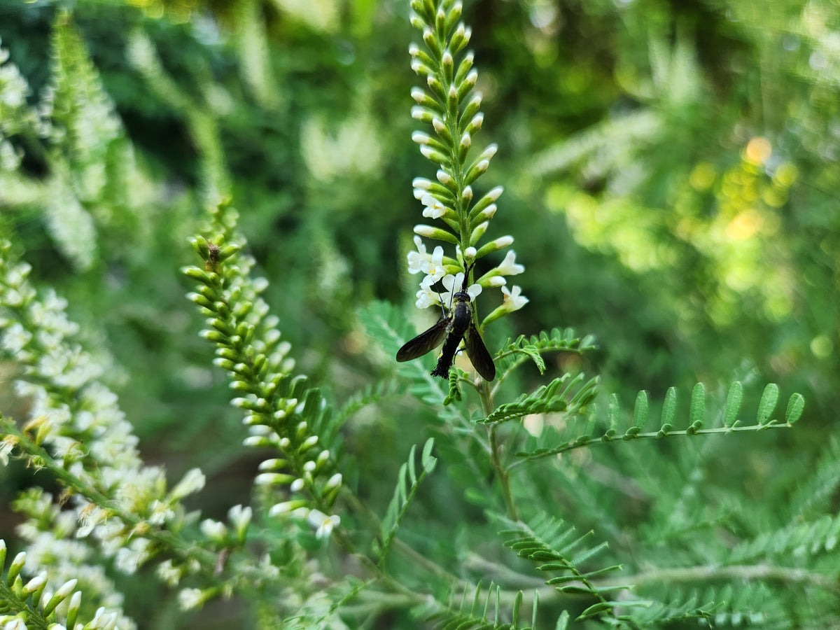 Texas kidneywood (Eysenhardtia texana)