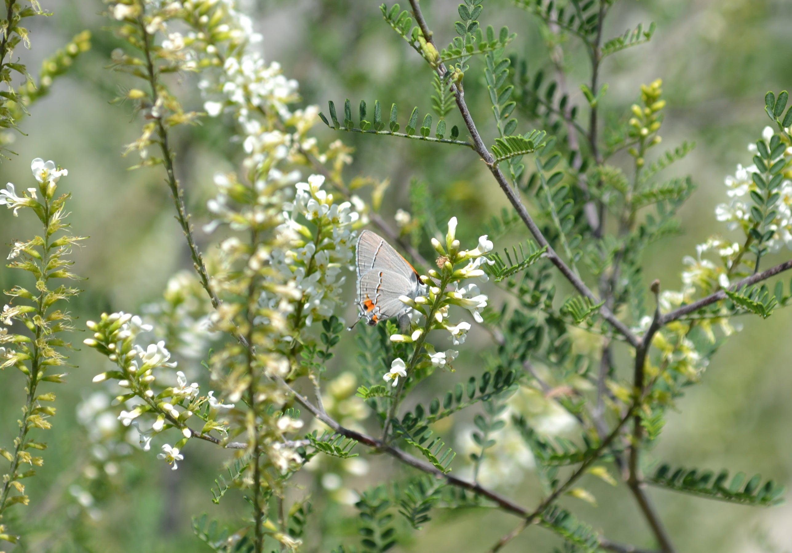 Texas kidneywood (Eysenhardtia texana)