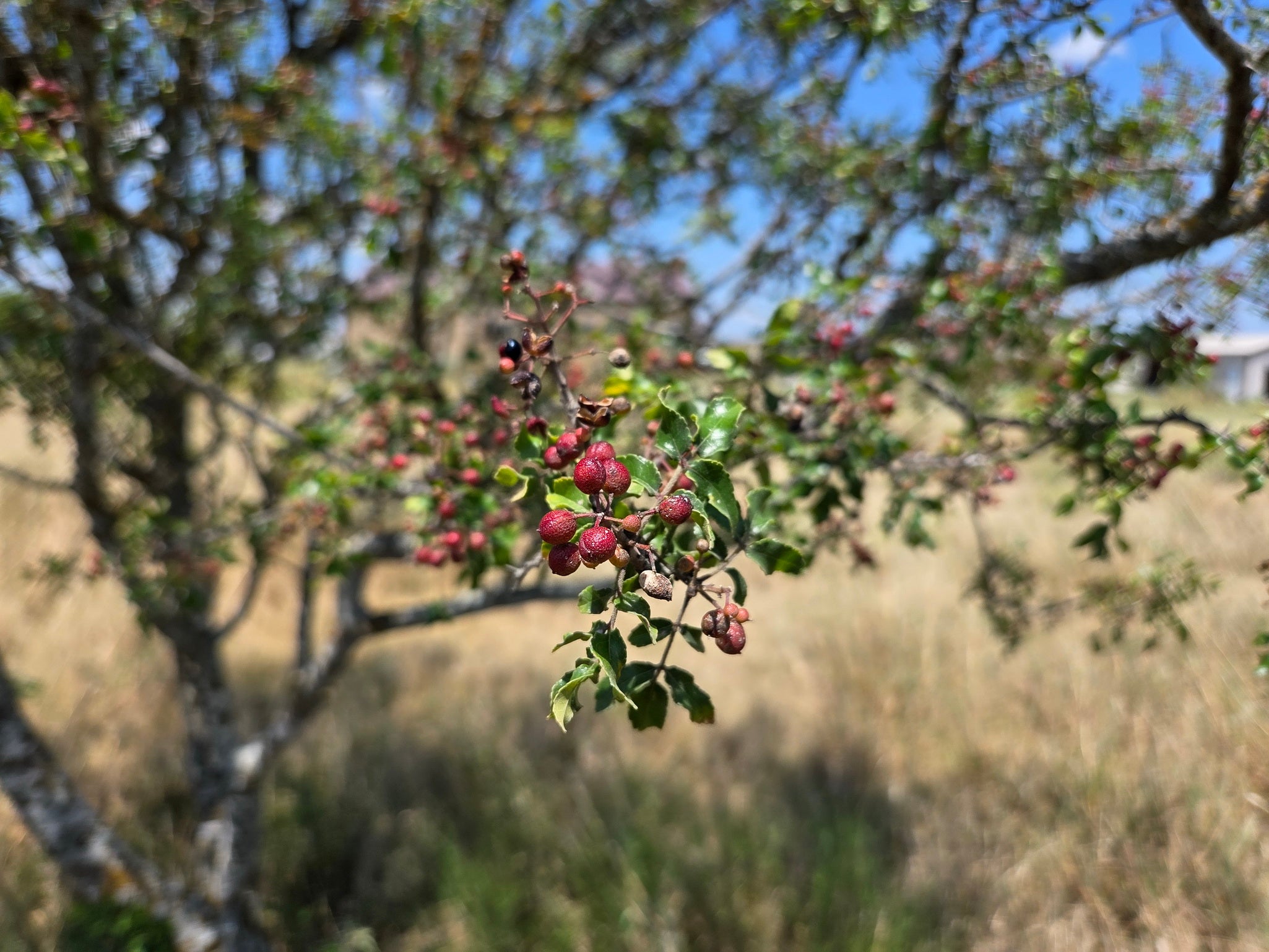 Zanthoxylum hirsutum (Texas Prickly Ash)