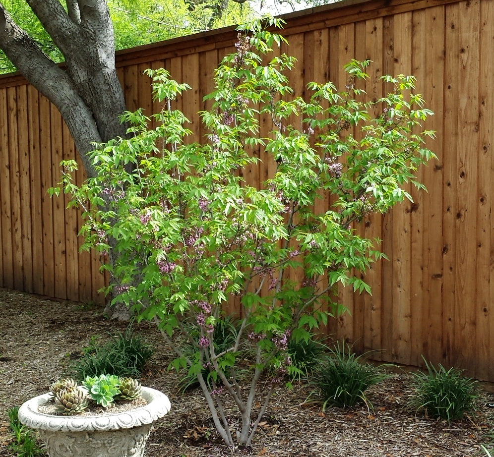 buckeye seed planting Ungnadia speciosa (Mexican Buckeye) – Eco Blossom Nursery