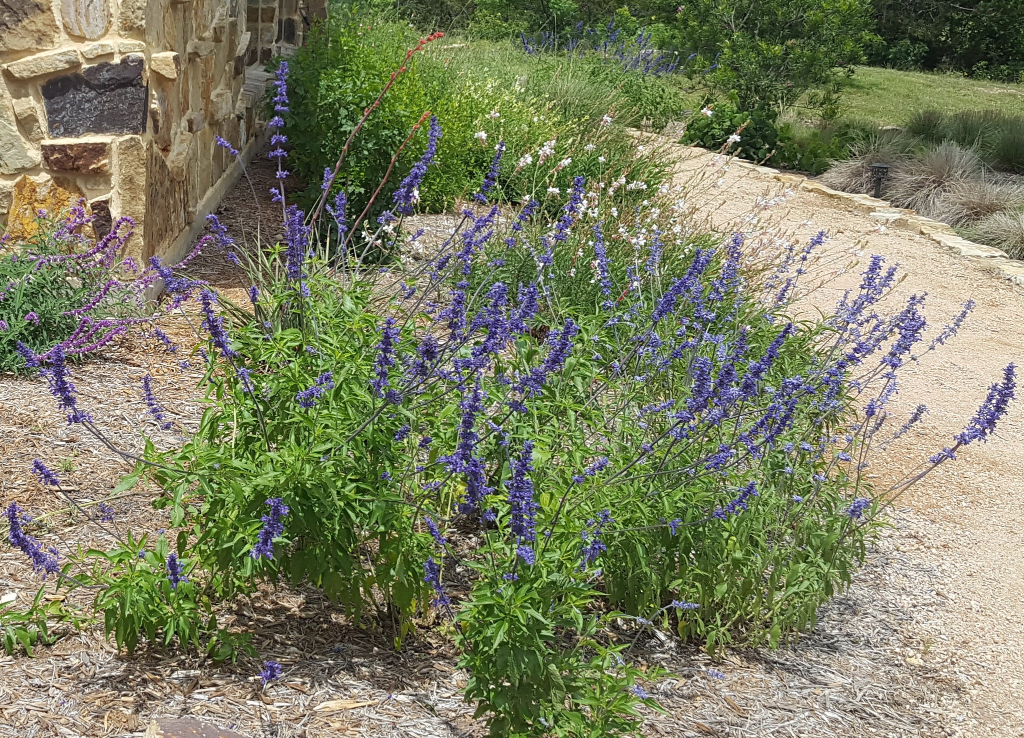 mealy sage plant Salvia farinacea (Mealy Blue Sage 'Henry Duelberg') – Eco Blossom Nursery