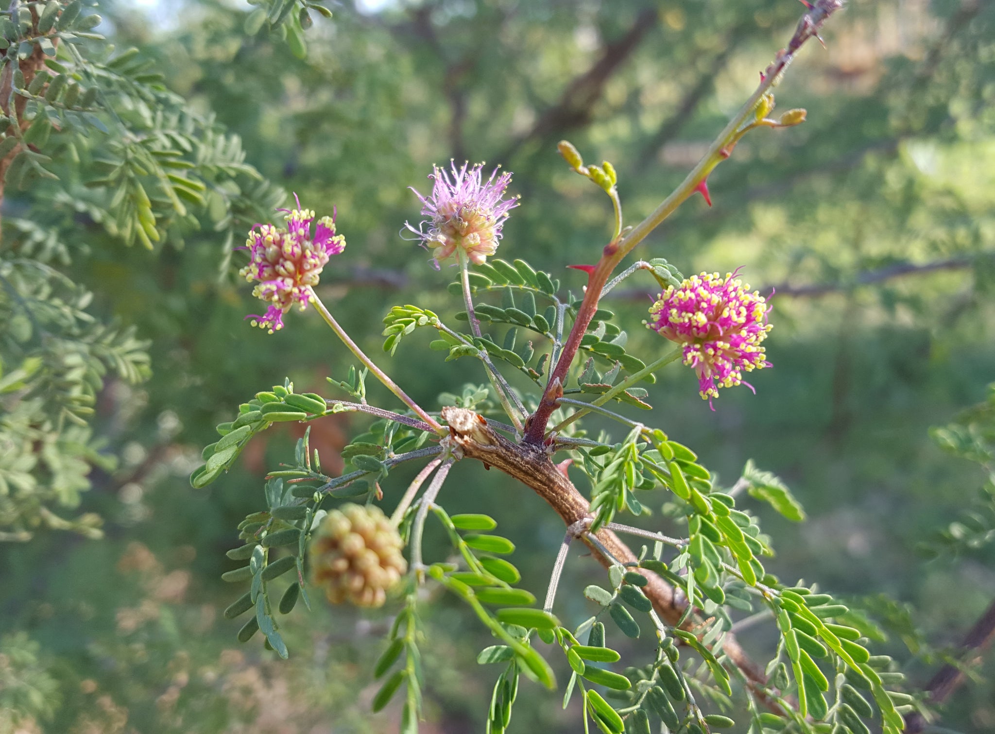 Mimosa borealis (Fragrant Mimosa) – Eco Blossom Nursery