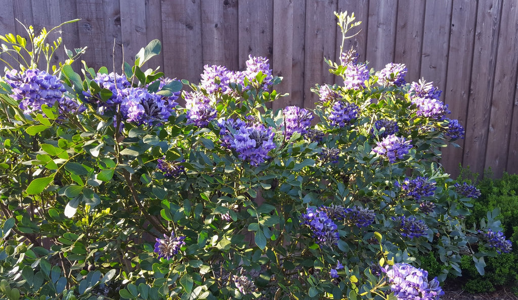Dermatophyllum secundiflorum (Texas Mountain Laurel) – Eco Blossom Nursery Dermatophyllum secundiflorum (Texas Mountain Laurel) – Eco Blossom Nursery