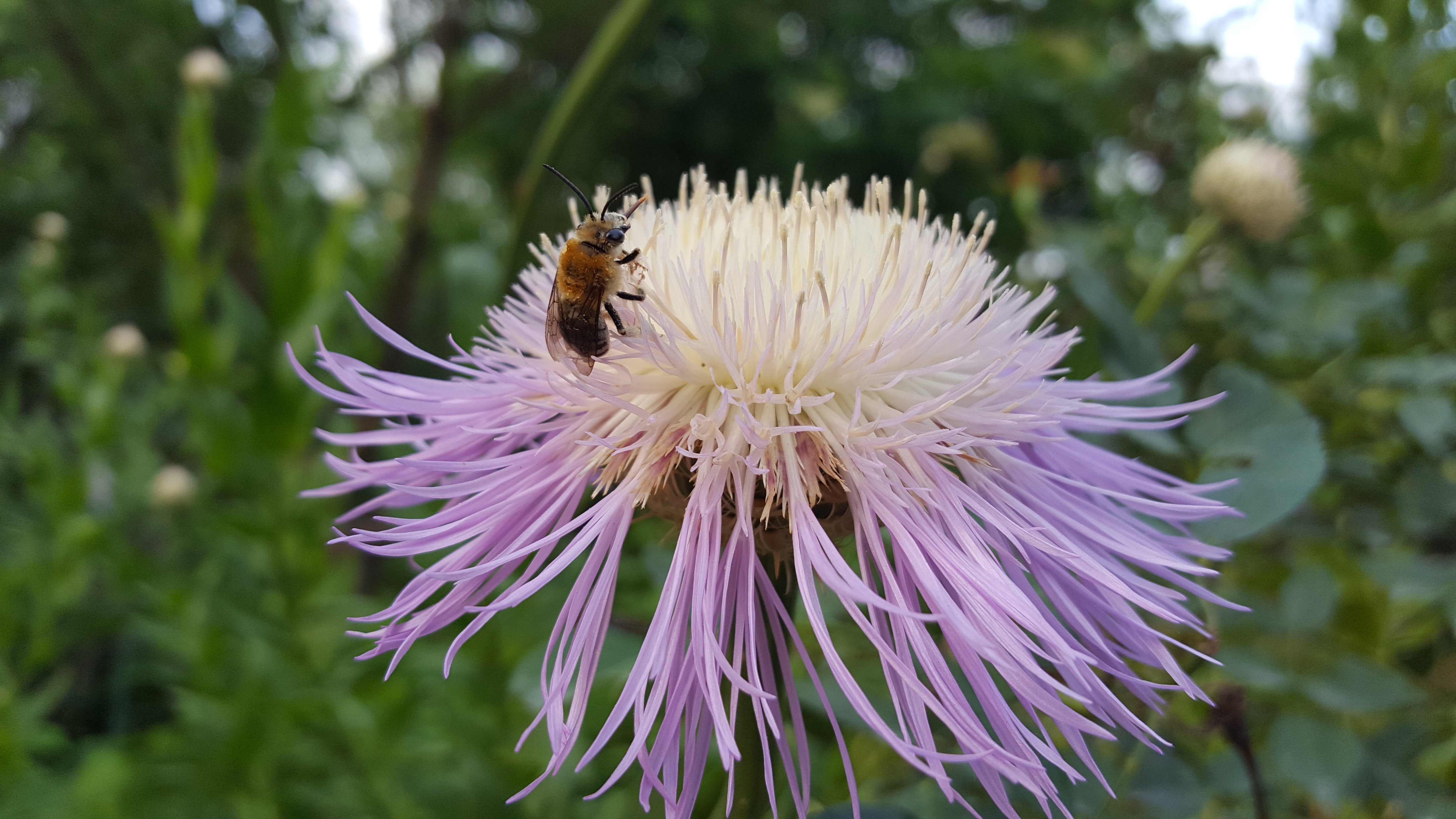 Plectocephalus americana (American Basketflower)