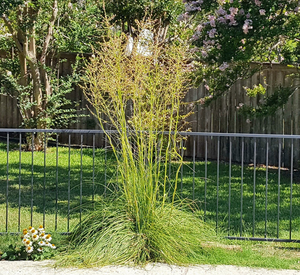 Nolina Nolina lindheimeriana (Lindheimer's Beargrass) – Eco Blossom Nursery