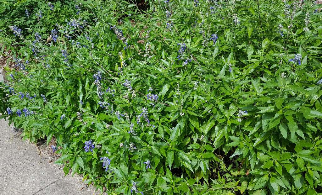 Salvia 'Henry Duelberg' (Salvia farinacea 'Henry Duelberg')
