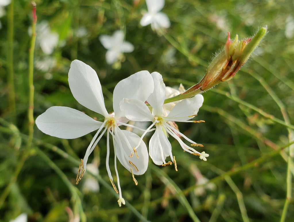 Gaura, Lindheimer's Beeblossom, Butterfly Flower | Herbaceous