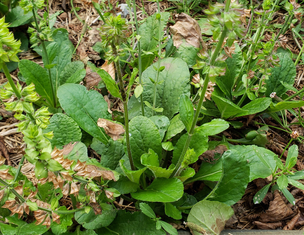 Sage, lyreleaf (Salvia lyrata)