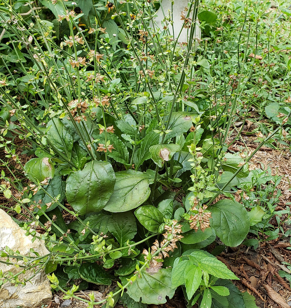 Sage, lyreleaf (Salvia lyrata)