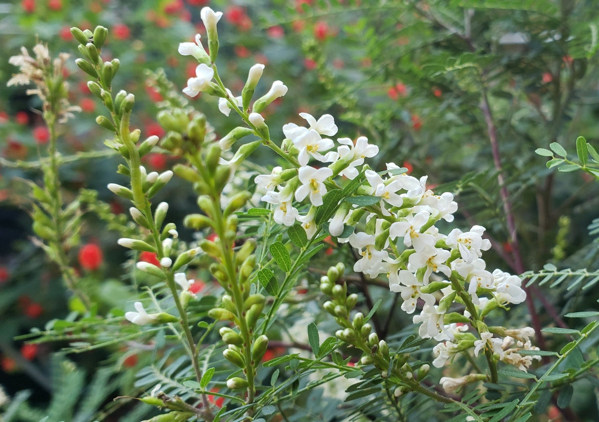Texas Kidneywood in bloom