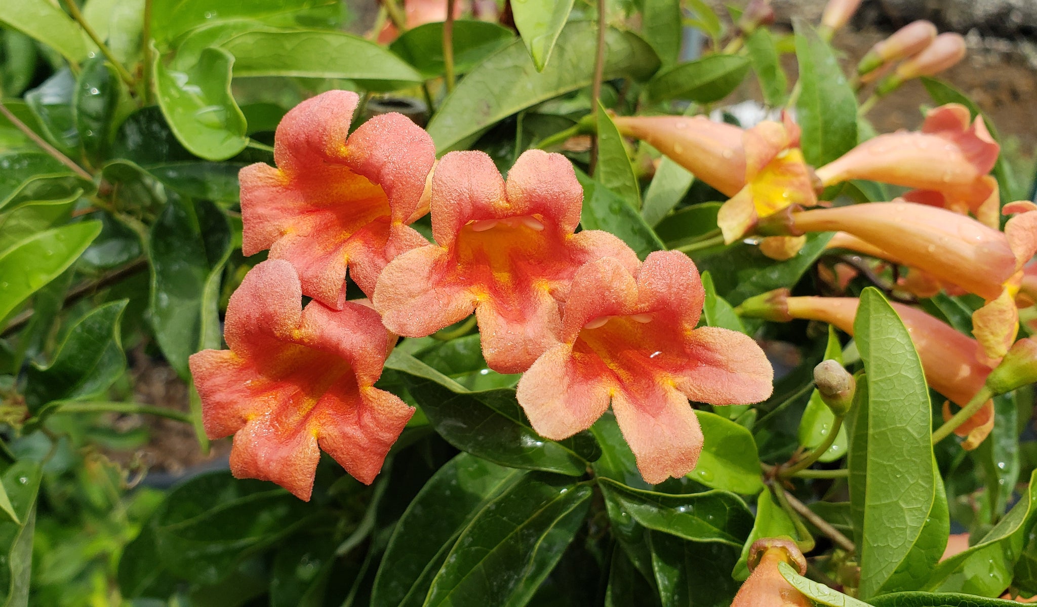Bignonia capreolata (Crossvine 'Tangerine Beauty') – Eco Blossom