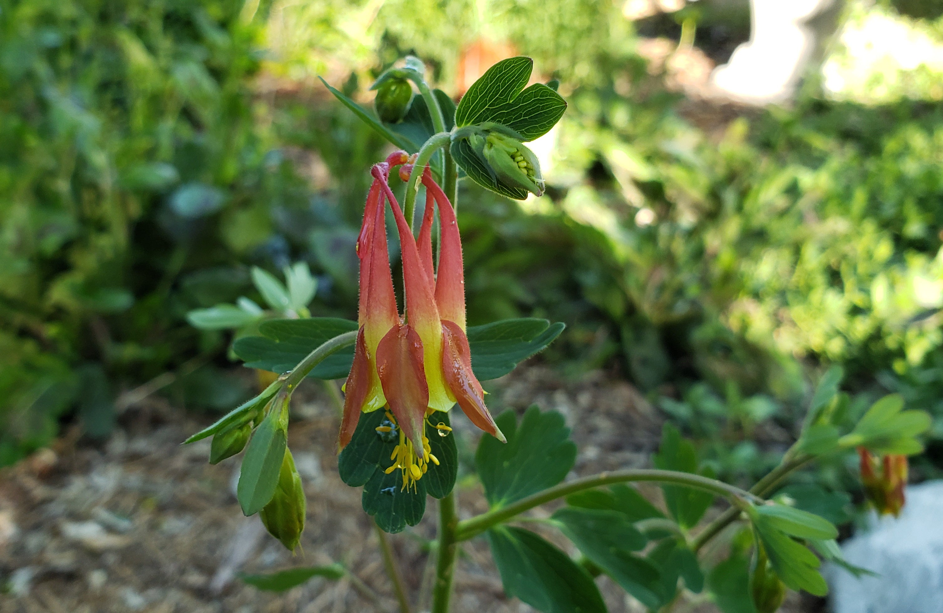 Aquilegia canadensis (Red Columbine)