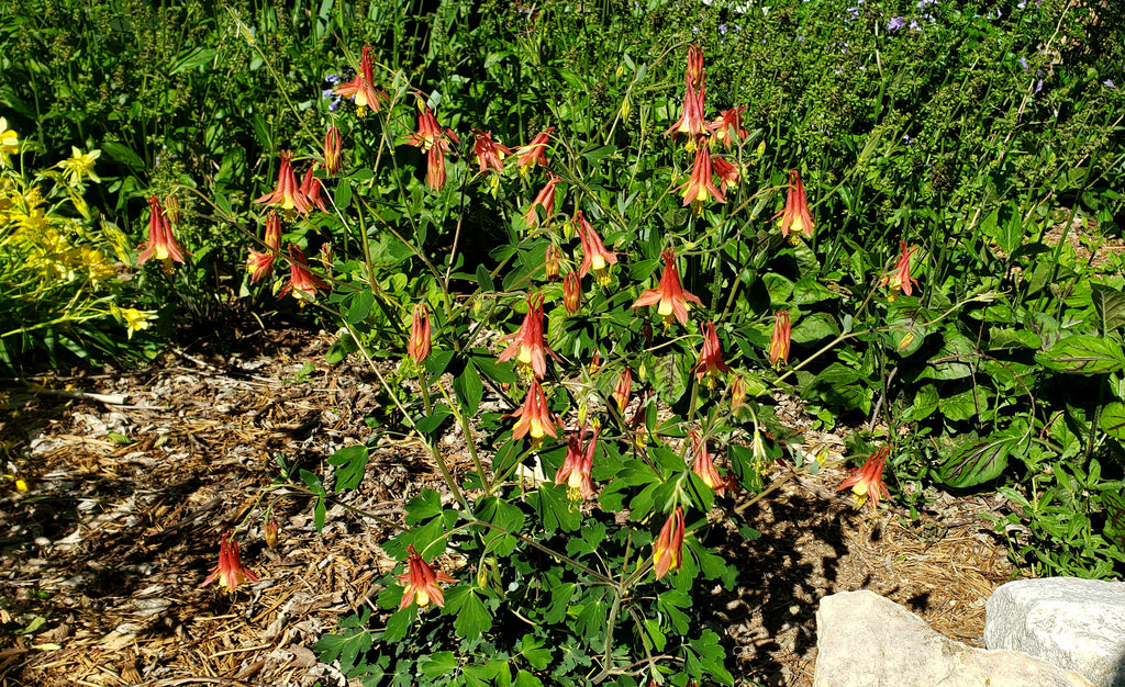 Columbine, Red (Aquilegia canadensis)