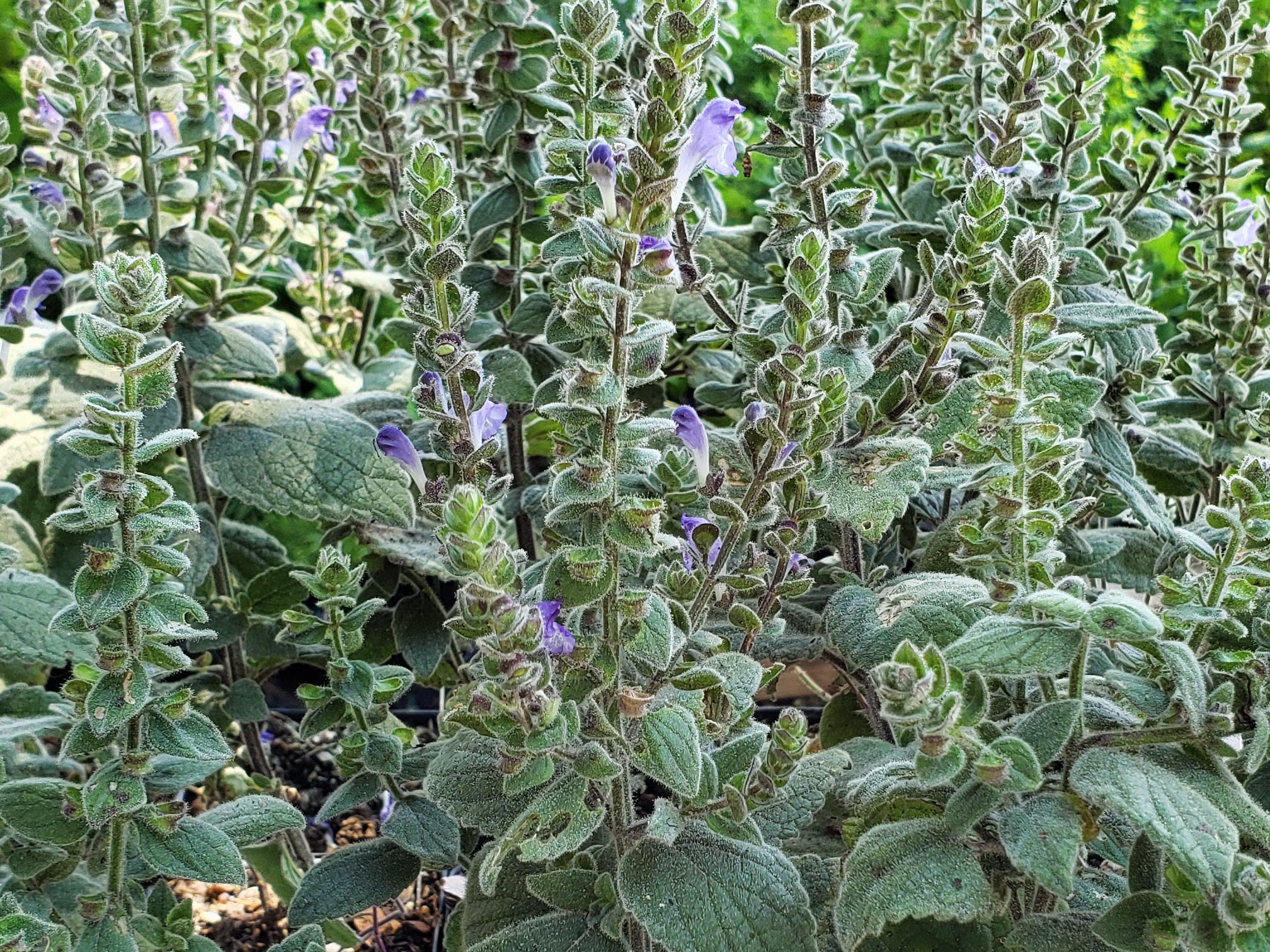 Scutellaria ovata (Heartleaf Skullcap)
