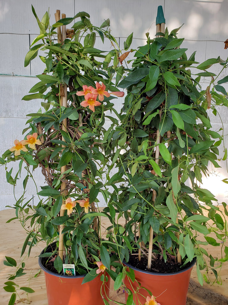 Crossvine 'Tangerine beauty' (Bignonia capreolata 'Tangerine beauty')