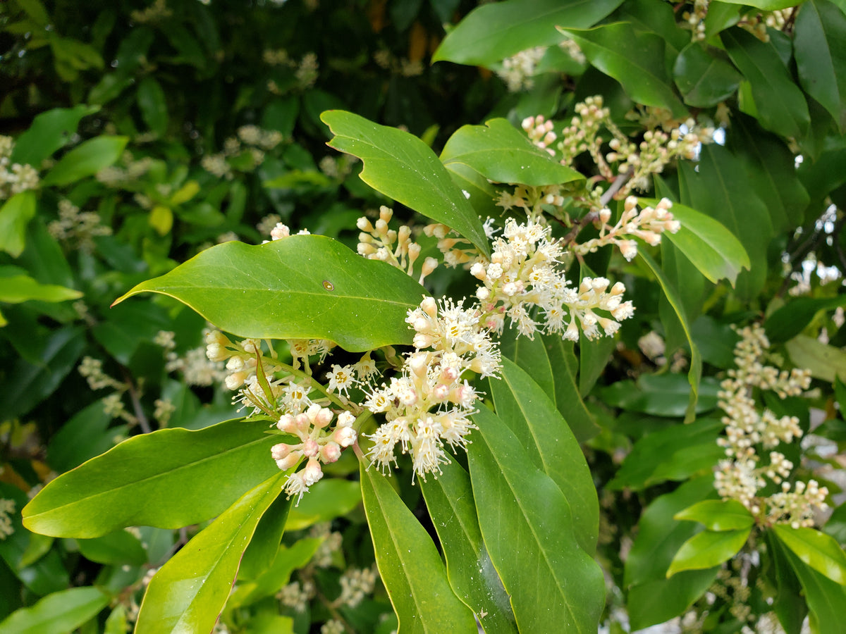 Prunus Caroliniana (cherry Laurel) – Eco Blossom Nursery