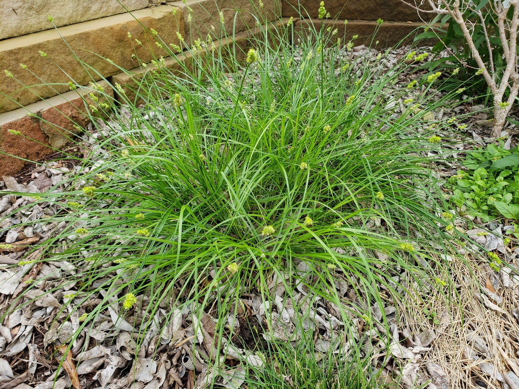 Carex perdentata (Meadow Sedge)