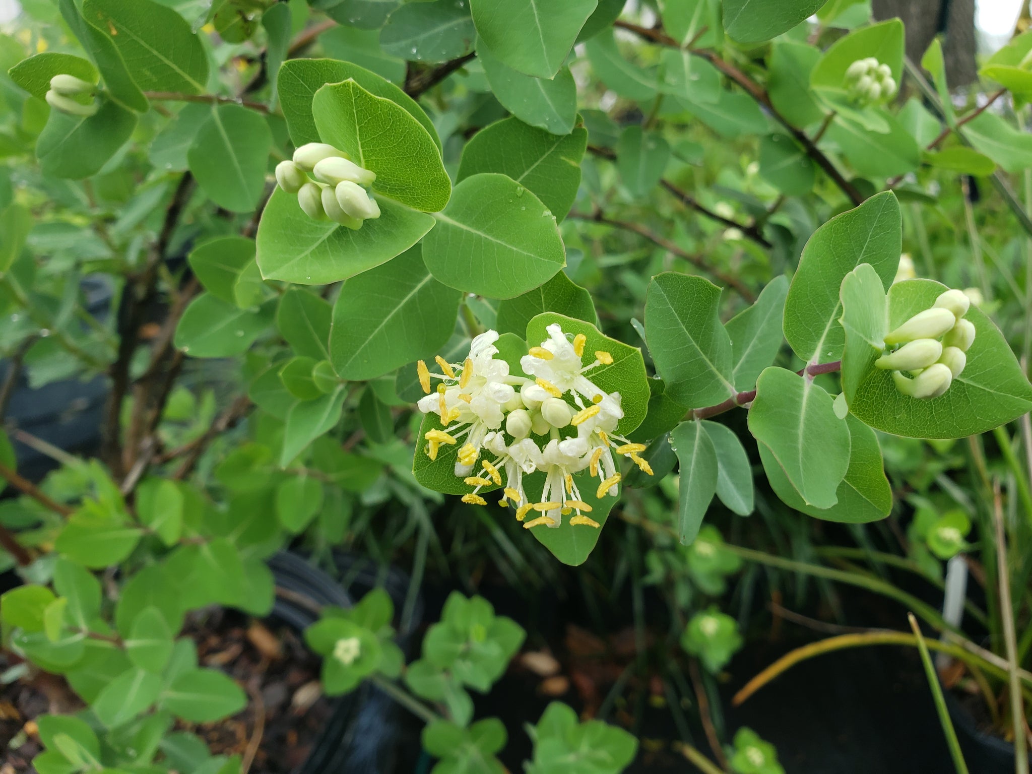 Lonicera albiflora (Western White Honeysuckle) – Eco Blossom Nursery