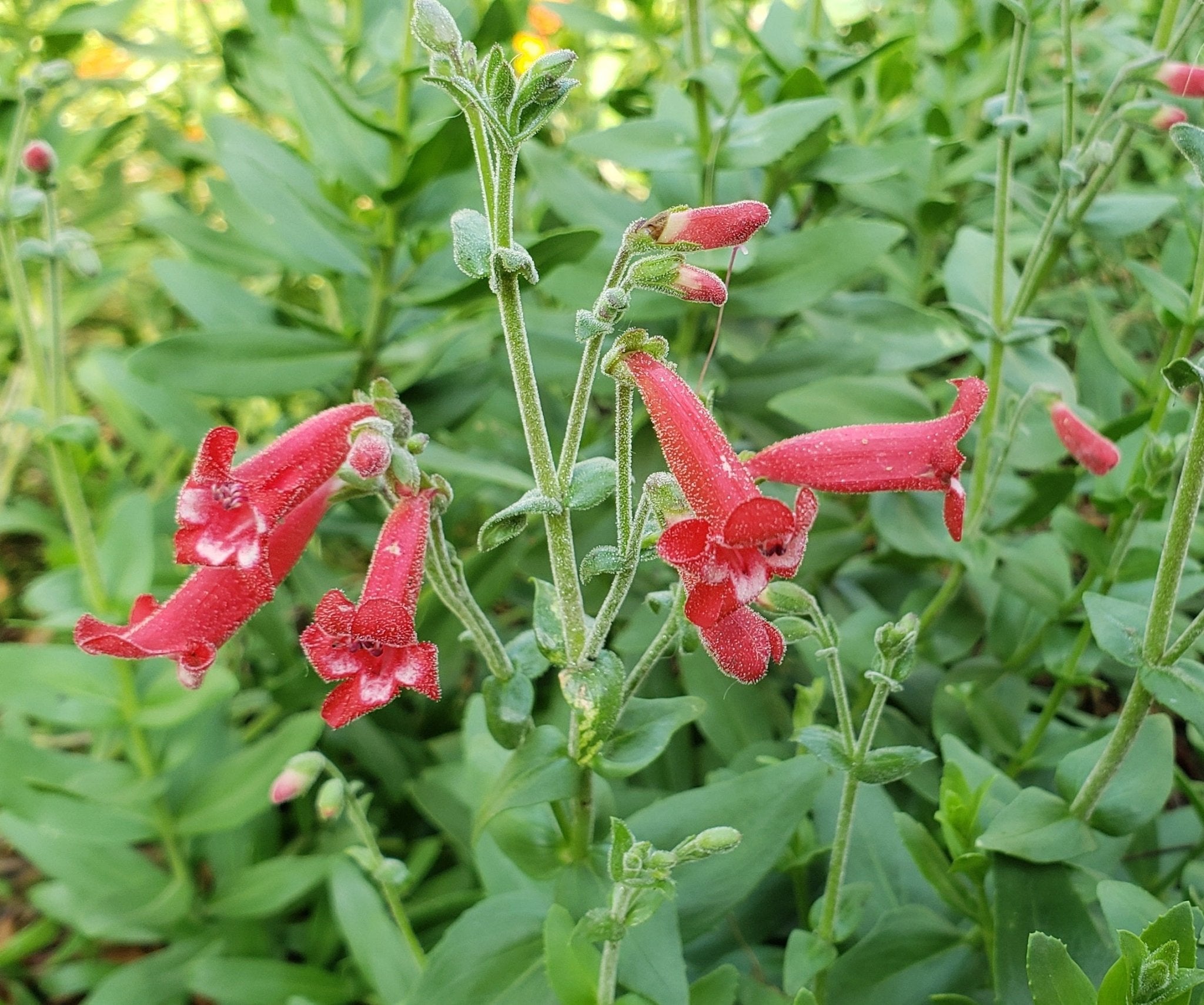Red Rocks Penstemon Penstemon baccharifolius (Rock Penstemon) – Eco Blossom Nursery