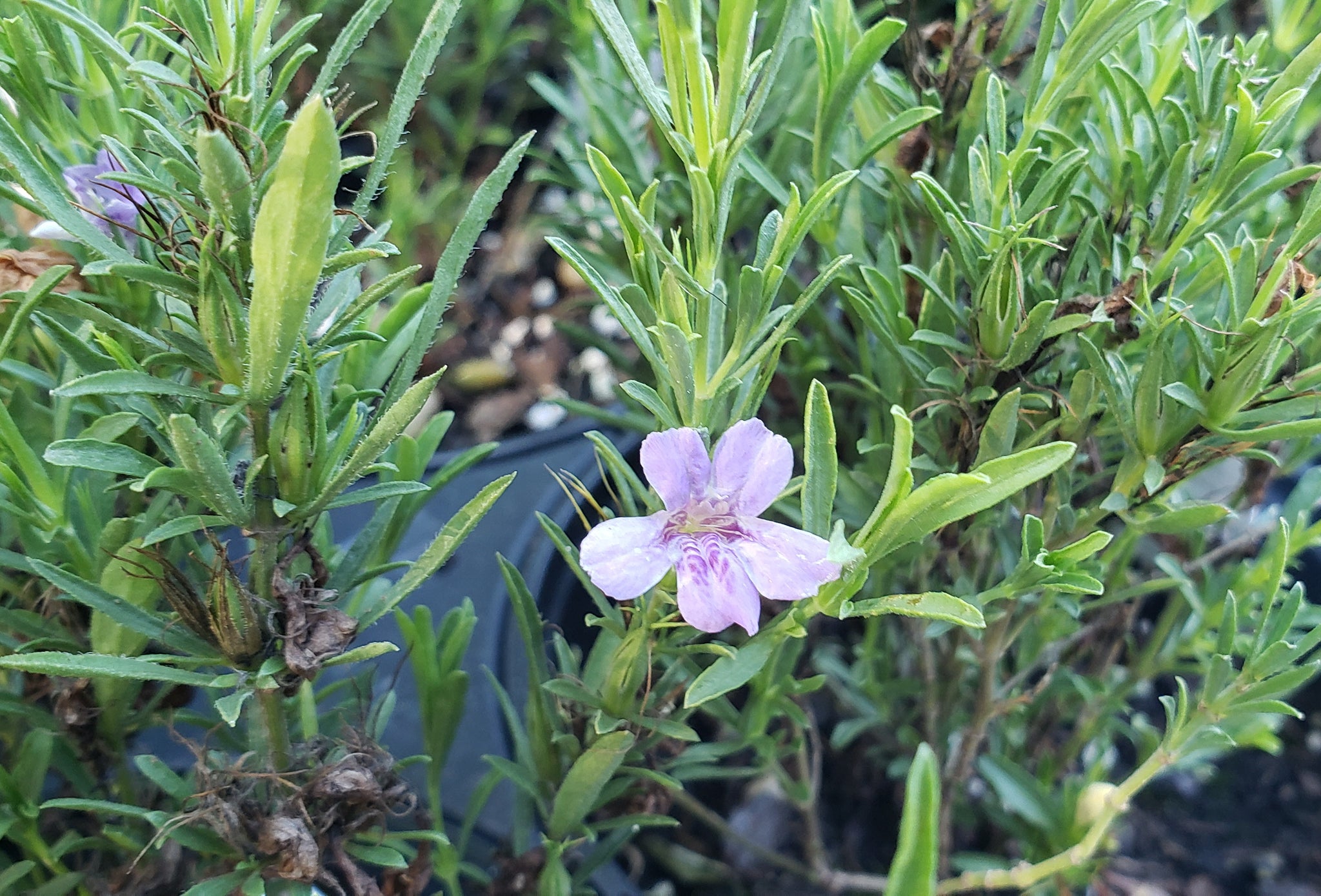 purple tinged plant like snake plant Dyschoriste linearis (Snake Herb) – Eco Blossom Nursery