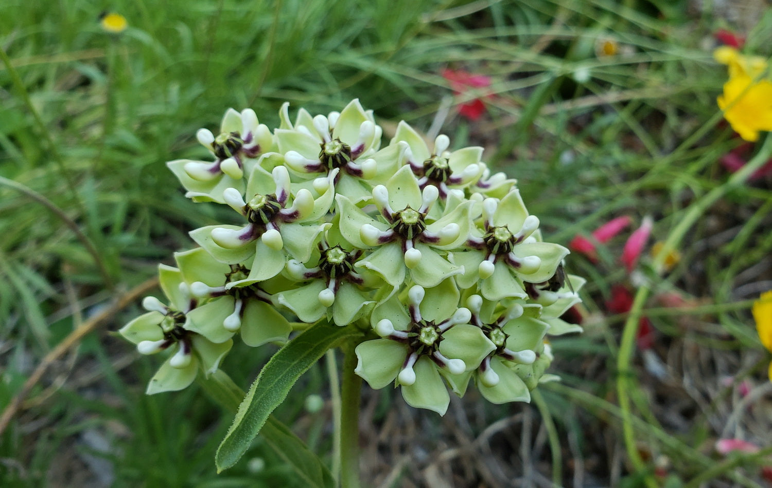 Asclepias asperula (Antelope Horn Milkweed)