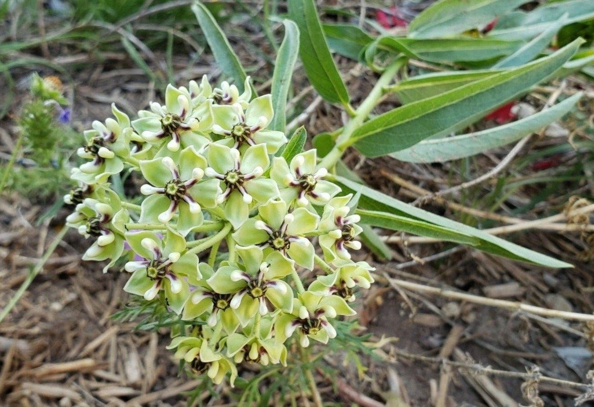 Antelope Horn Milkweed (Asclepias asperula)