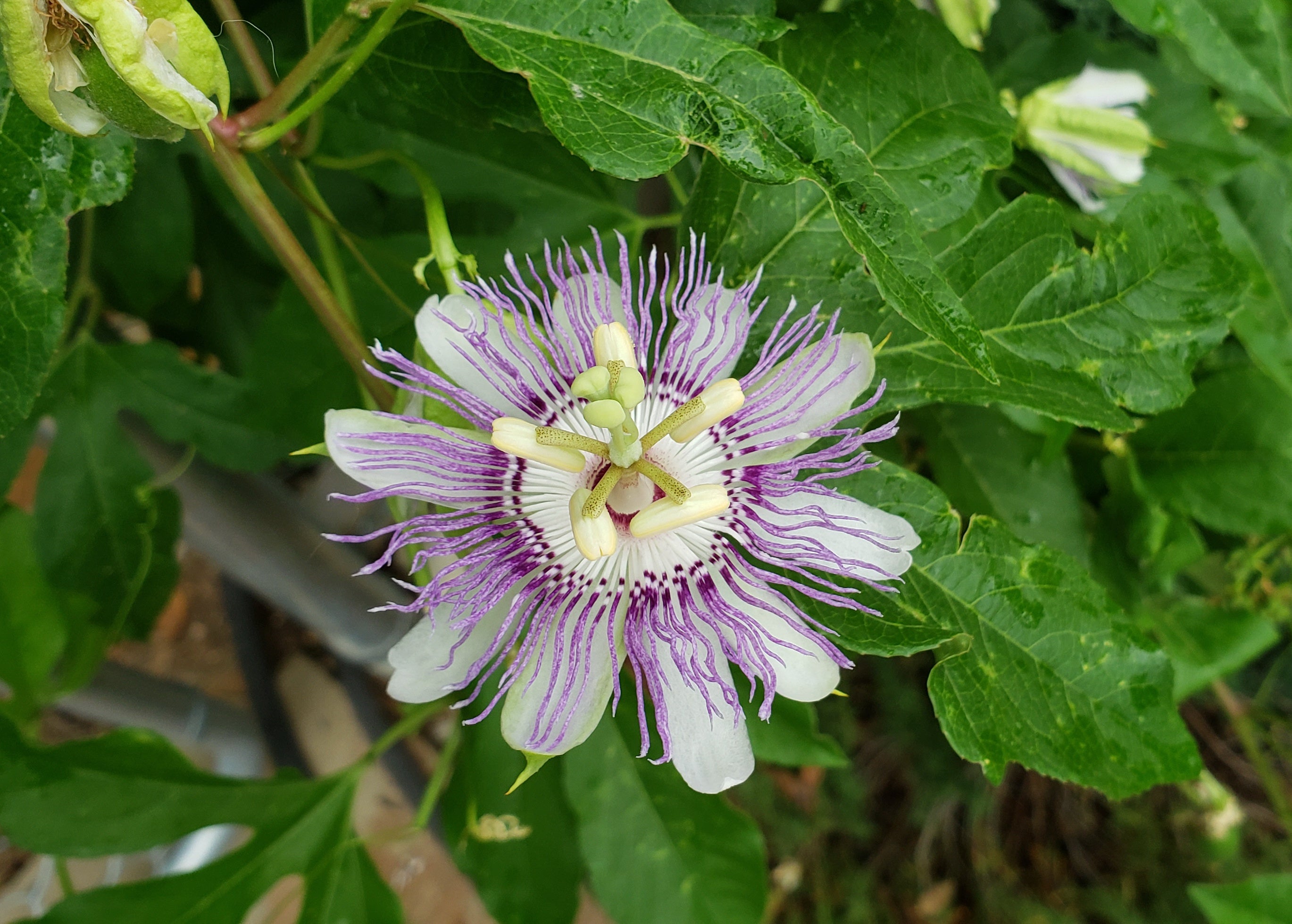 Passiflora incarnata (Purple Passion Flower) – Eco Blossom Nursery