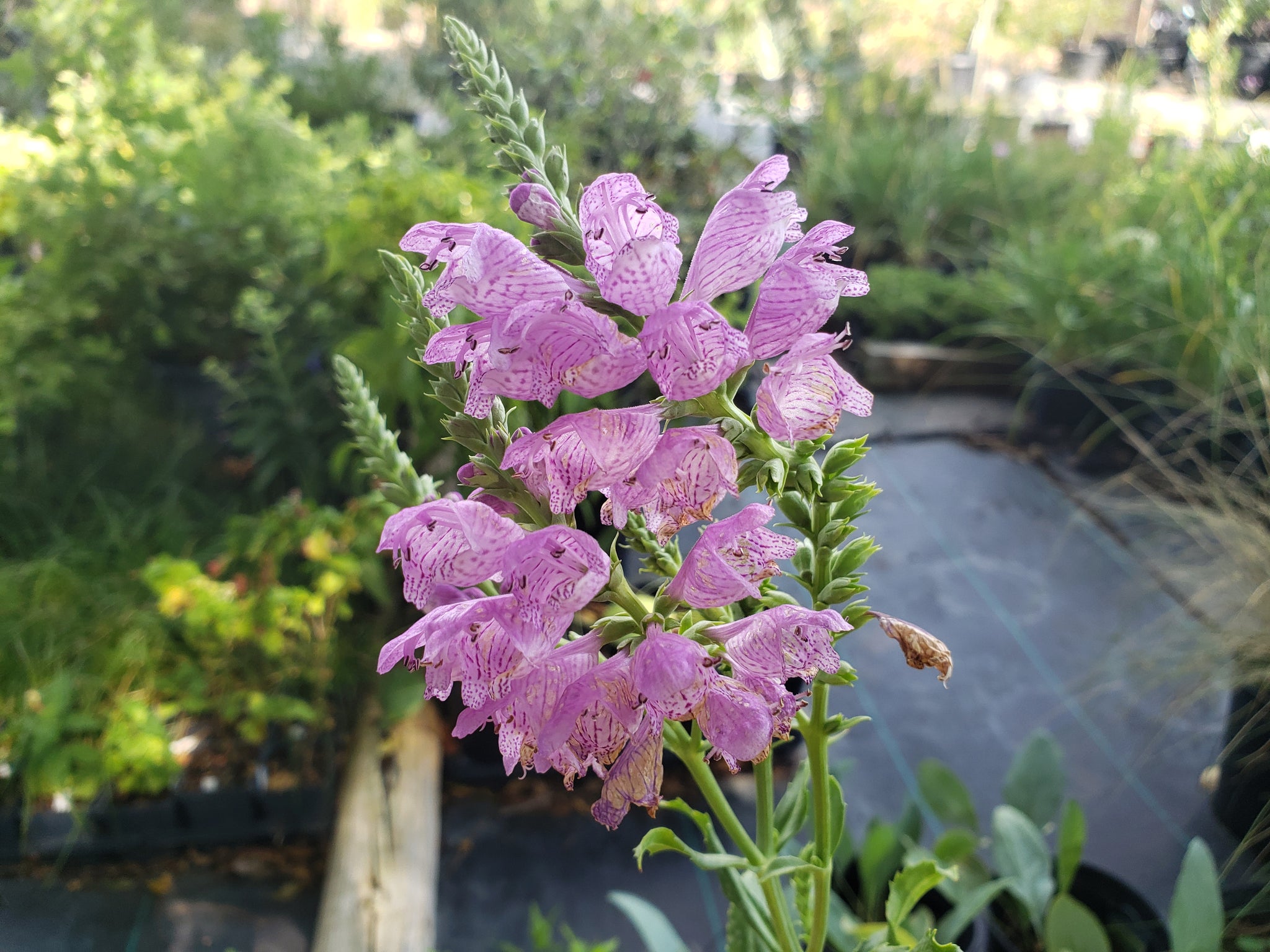 Physostegia virginiana (Fall Obedient Plant) – Eco Blossom Nursery