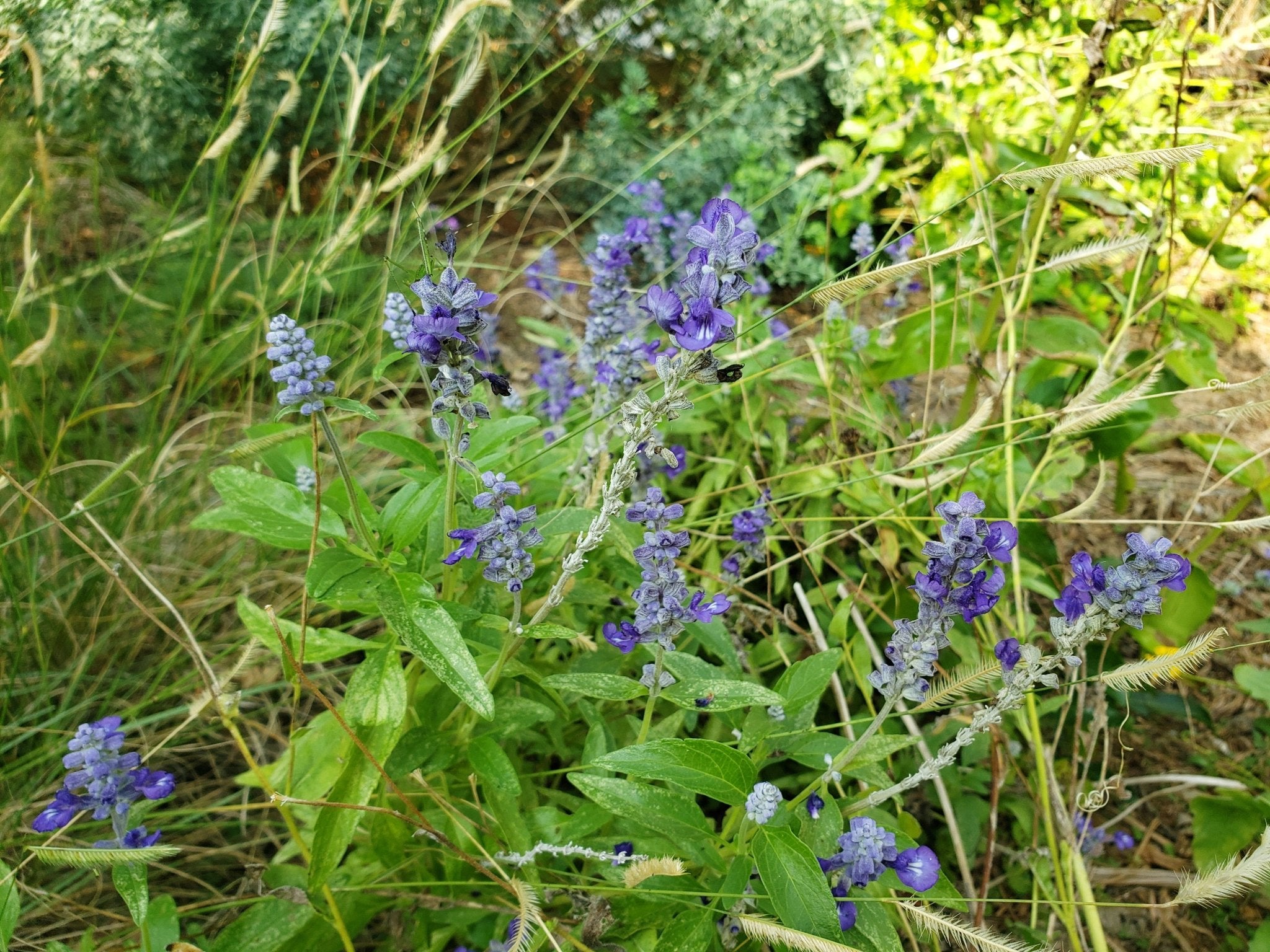 Native Blue 100 Native Blue Salvia
