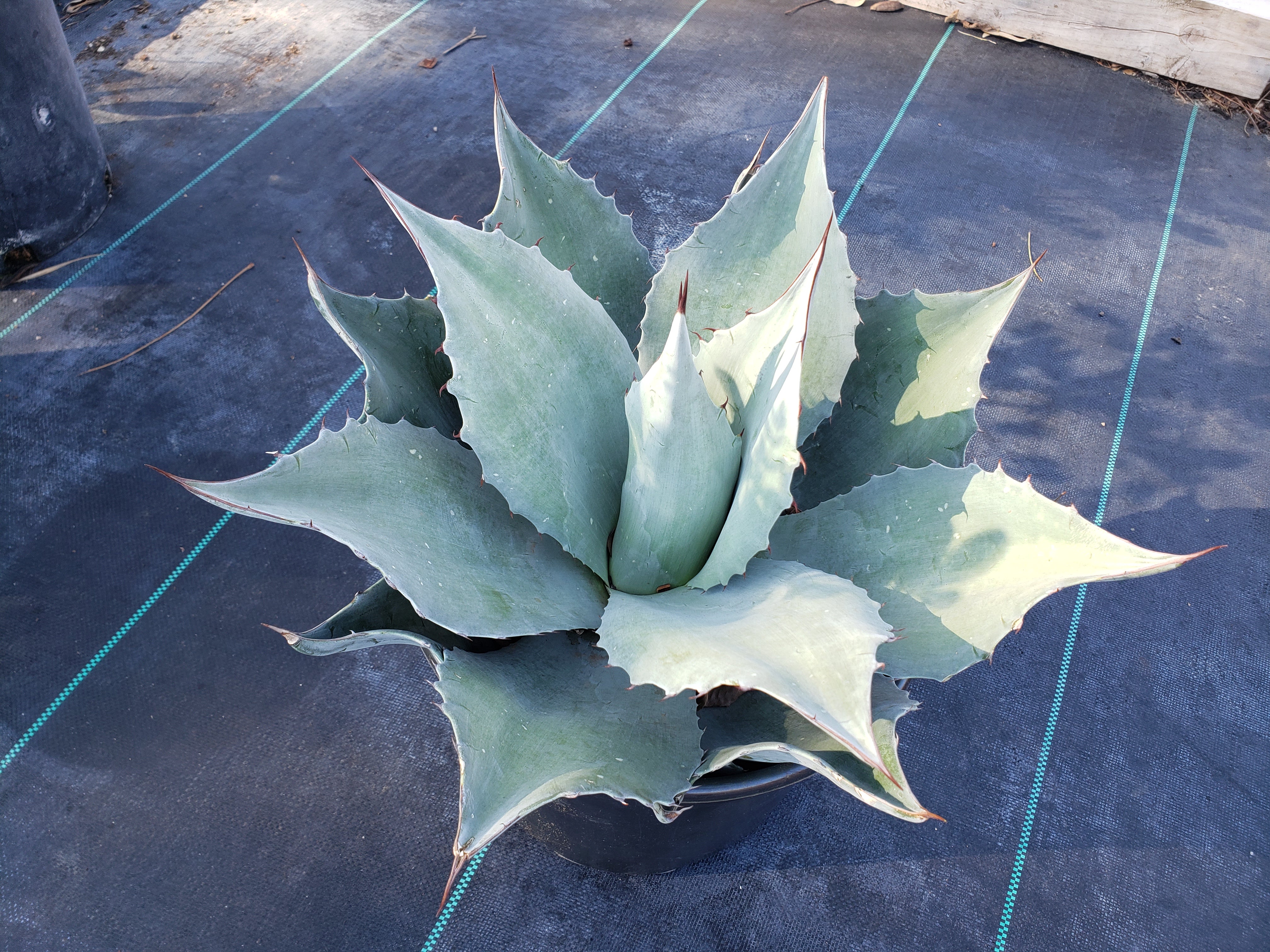 Agave ovatifolia 'Moby' TC 【※発根済み】② Agave ovatifolia 'Moby' TC株 発根済み H*o様 Agave ovatifolia 'Moby