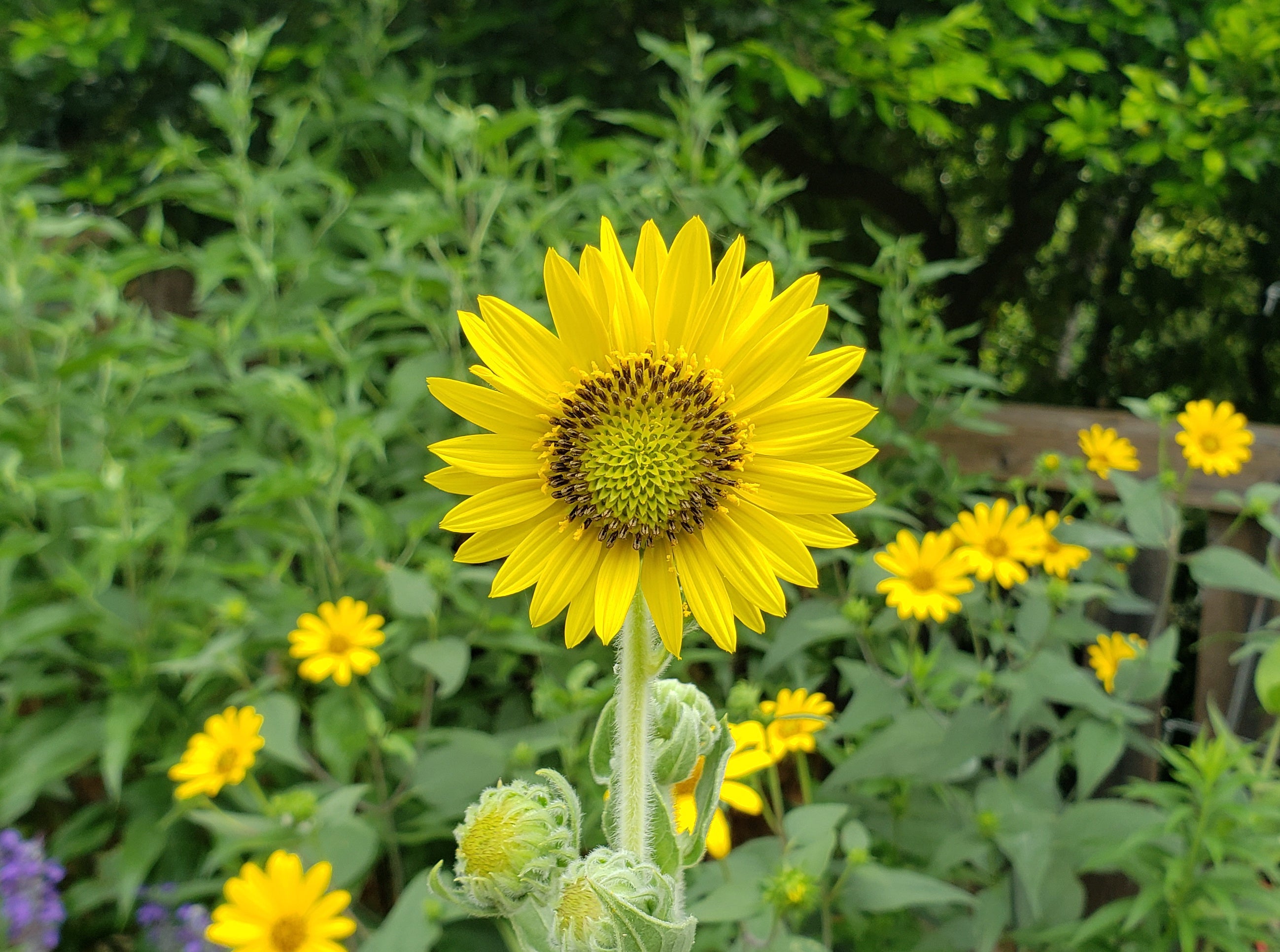 Helianthus mollis (Ashy Sunflower)