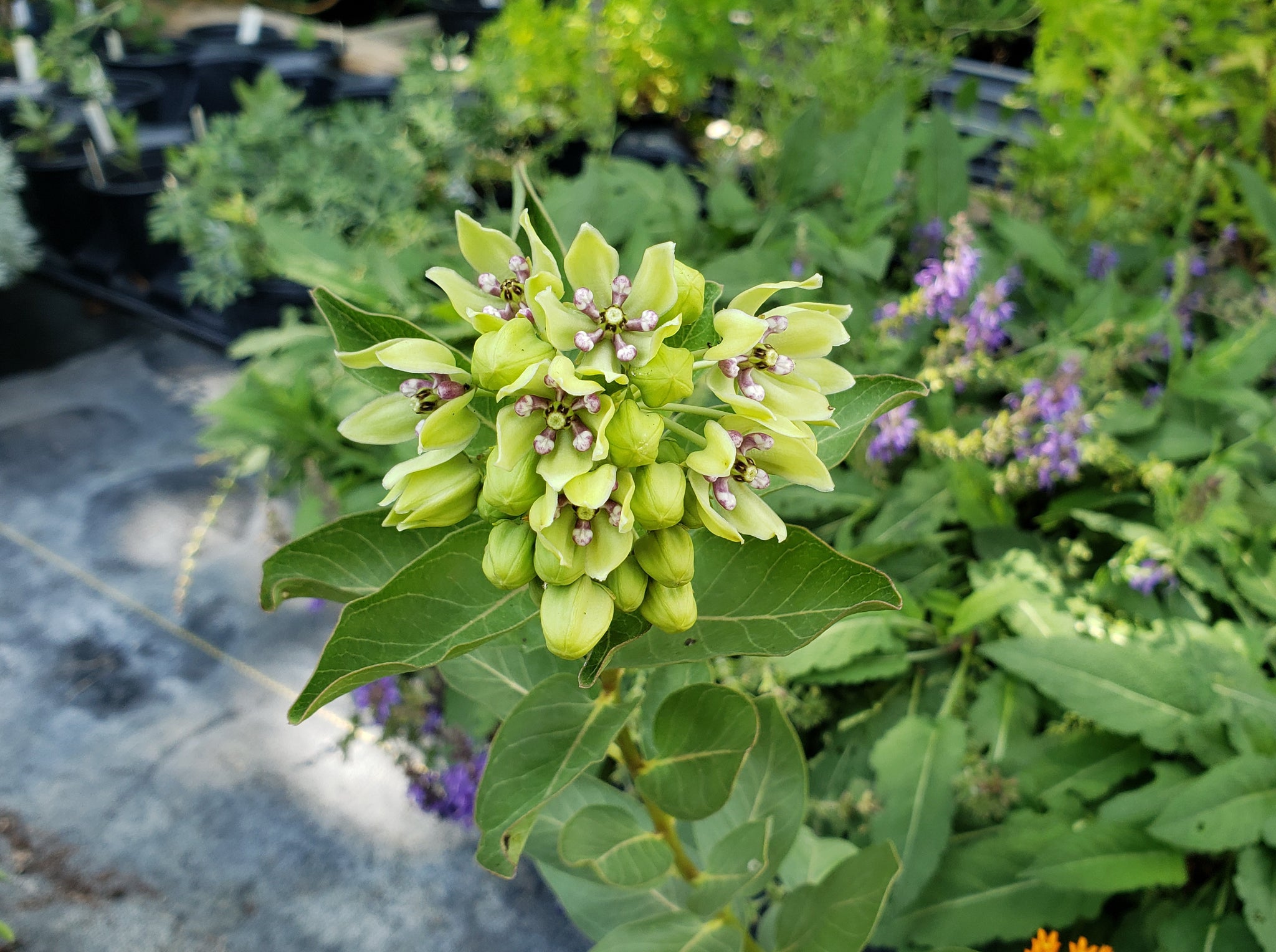 spider milkweed plant Asclepias viridis (Green Milkweed) – Eco Blossom Nursery