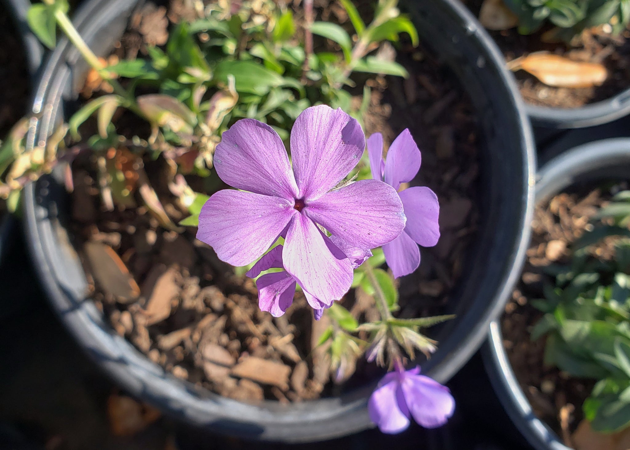 Phlox divaricata (Woodland Phlox 'Blue Moon') – Eco Blossom Nursery