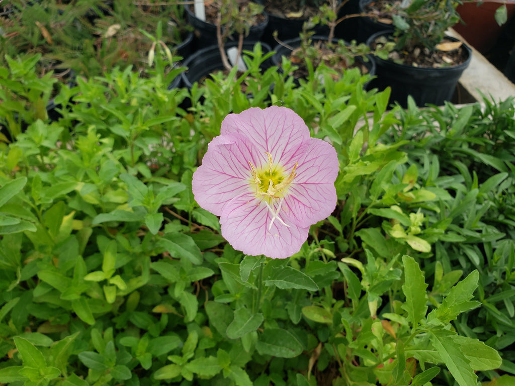 Oenothera speciosa (Pink Evening Primrose) – Eco Blossom Nursery
