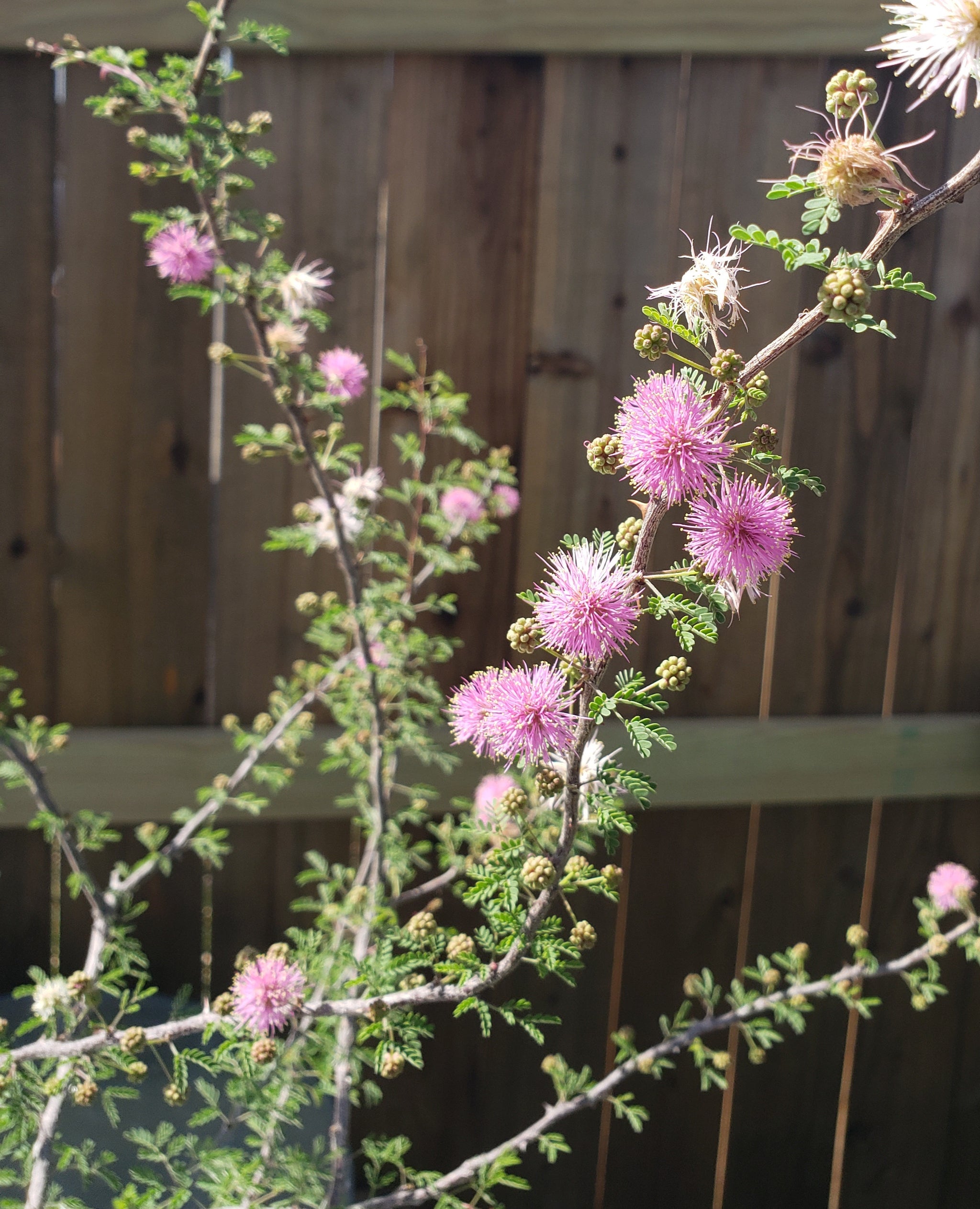 Mimosa borealis (Fragrant Mimosa) – Eco Blossom Nursery