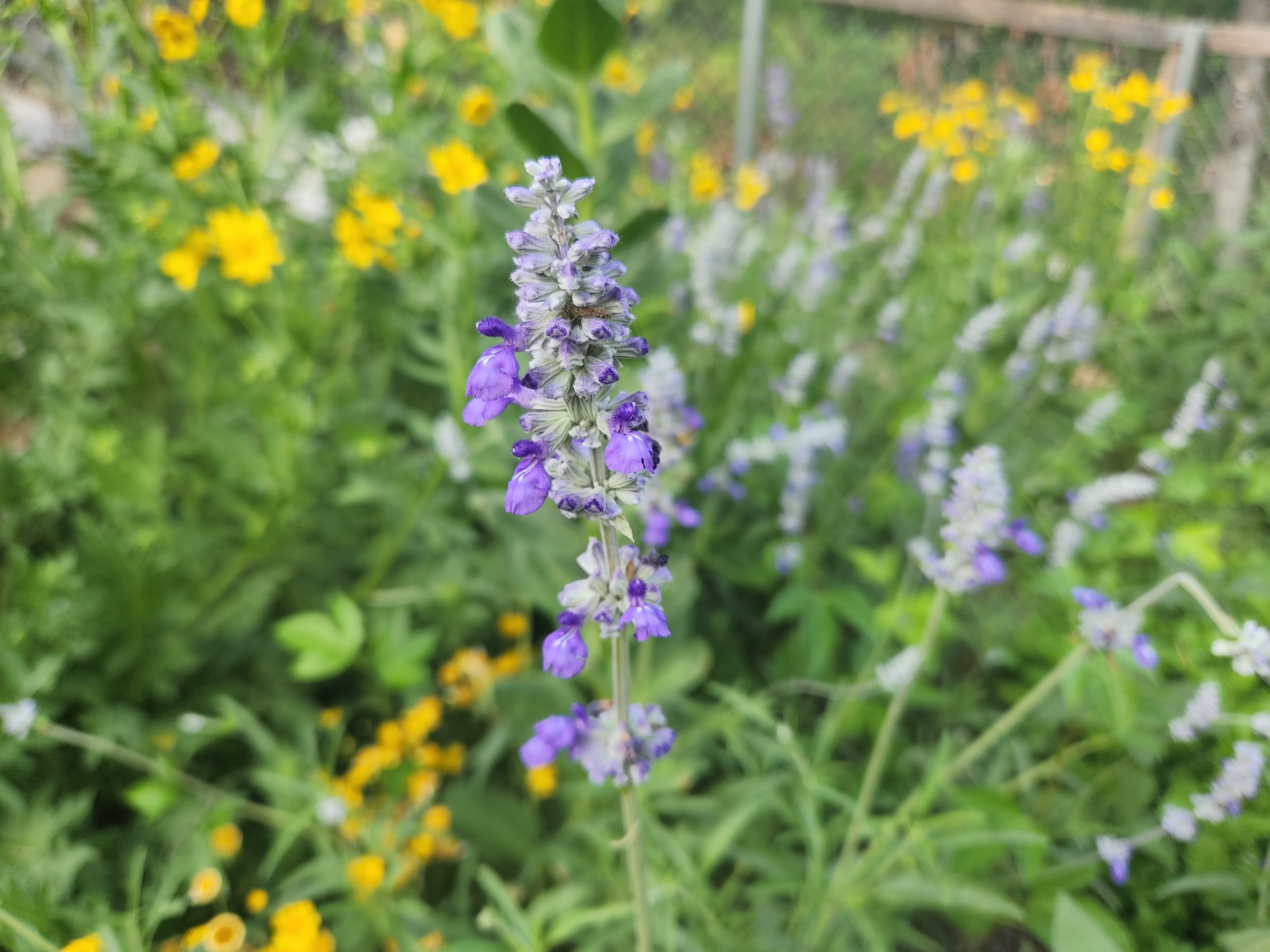 Salvia farinacea sp. (Mealy Blue Sage) – Eco Blossom Nursery