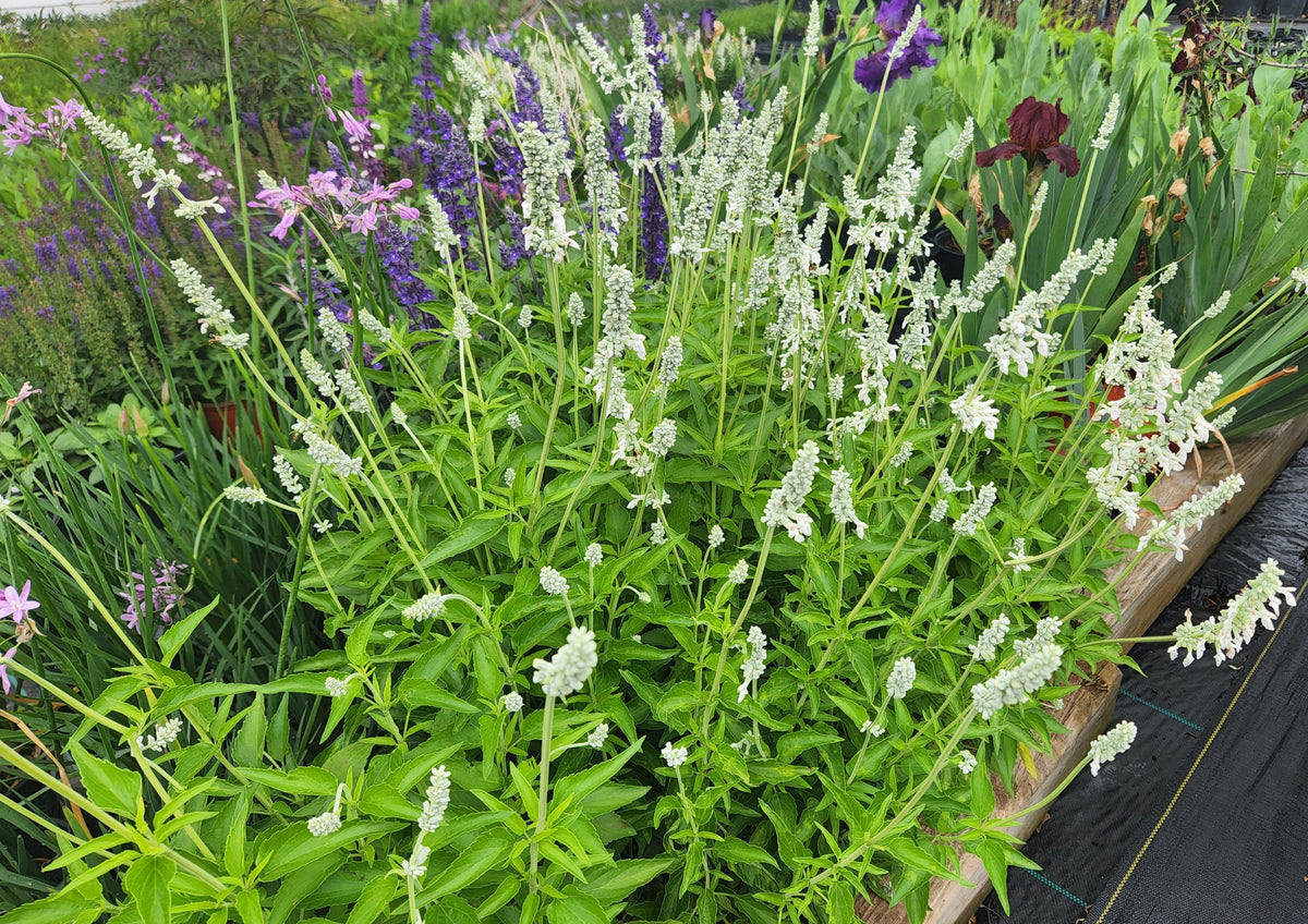 Salvia farinacea (Mealy Blue Sage 'Augusta Duelberg')