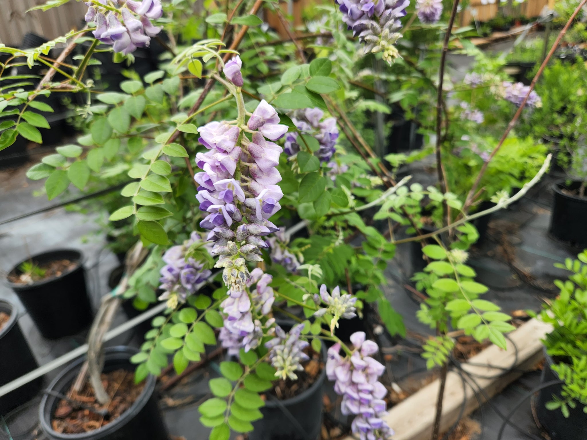 wisteria house plant Wisteria frutescens (Texas Wisteria) – Eco Blossom Nursery