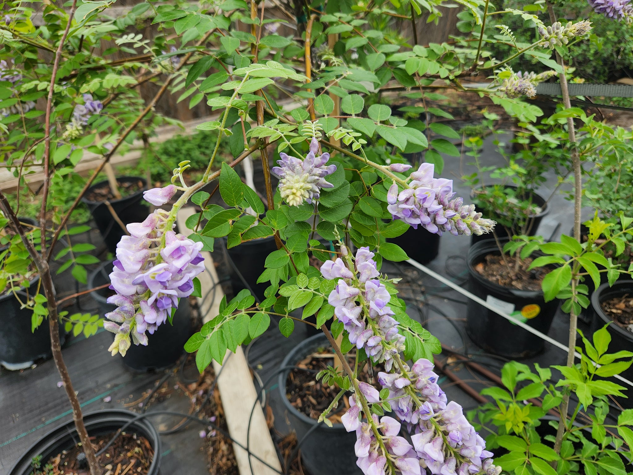 wisteria american Wisteria frutescens (Texas Wisteria) – Eco Blossom Nursery