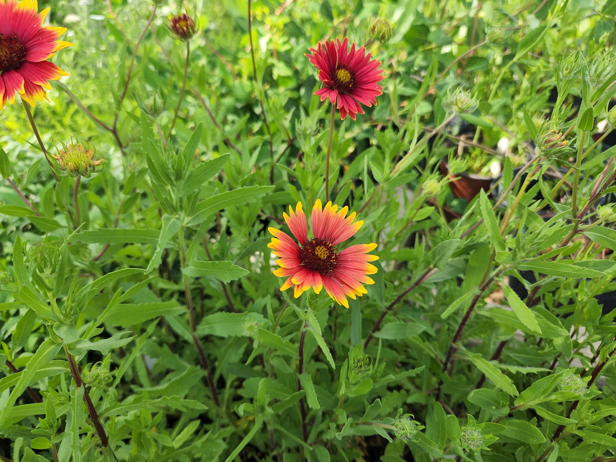 Gaillardia pulchella (Indian Blanket) – Eco Blossom Nursery