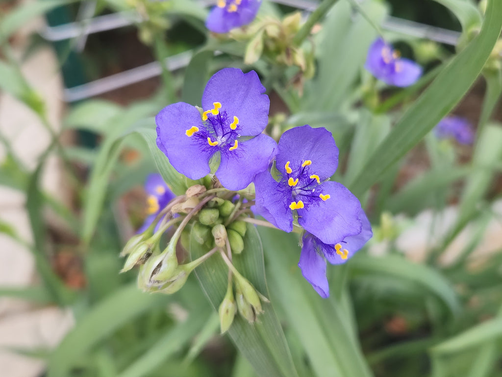 spider wort plant Tradescantia ohiensis (Ohio Spiderwort)